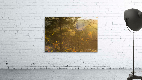 Spiderweb Forest Sunrise Wall Preview