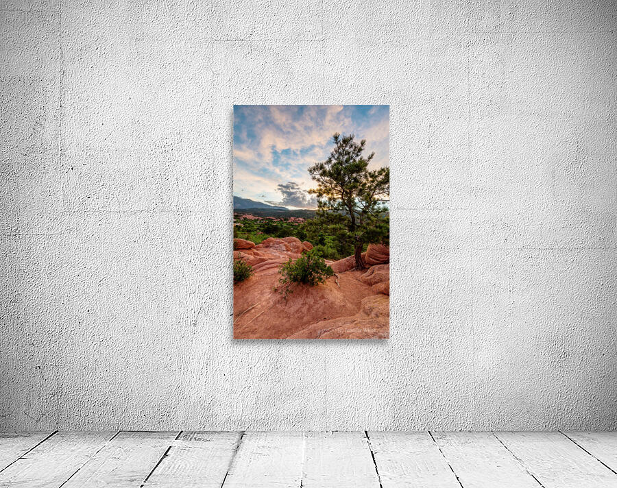 Colorado Pine Tree Sunset Wall Preview
