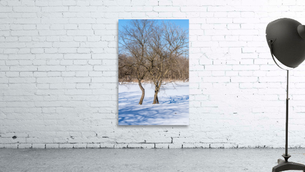 Crooked Winter Trees Springfield Wall Preview