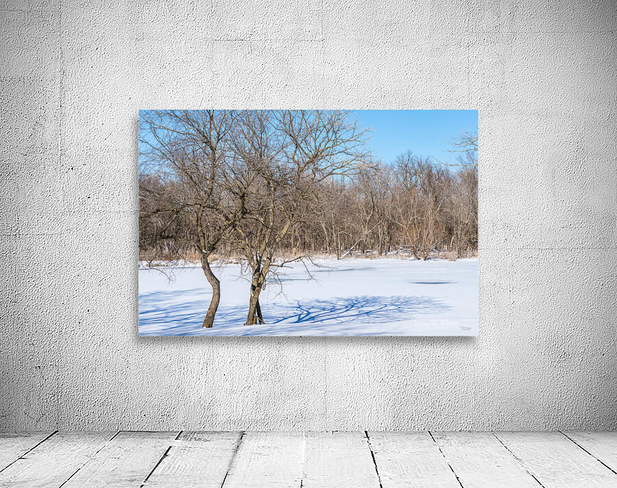 Springfield Crooked Winter Trees Wall Preview