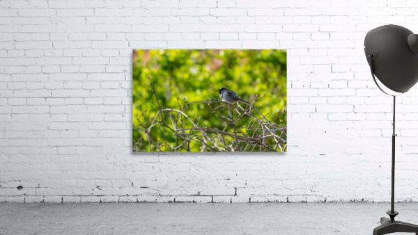 Spring Singing Finch Wall Preview