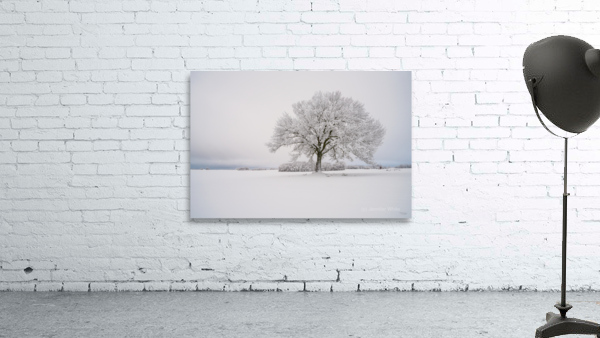 Snow Covered Oak Tree Wall Preview
