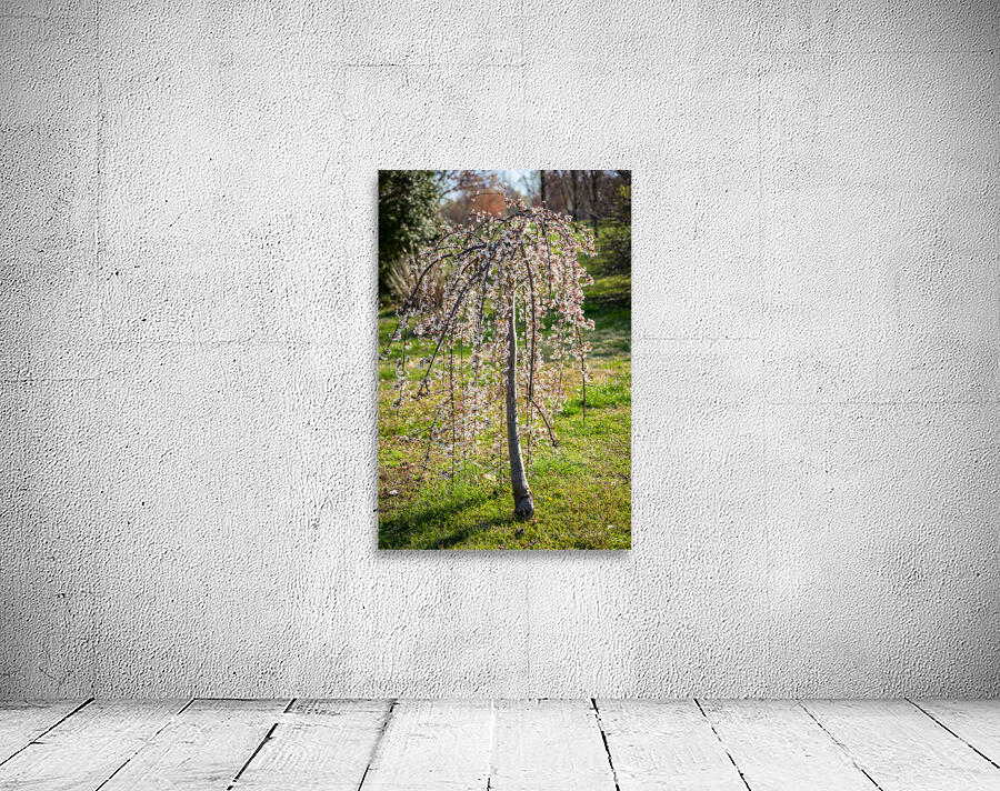 Little Weeping Cherry Tree Wall Preview