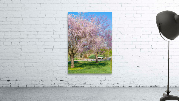 Soft Pink Weeping Cherry Tree Painterly Wall Preview