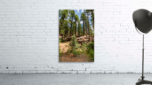 Colorado Pine Trees Wall Preview