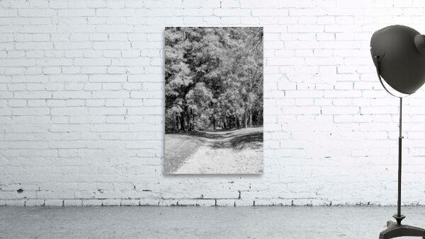 Driveway Under The Maple Tree Grayscale Wall Preview