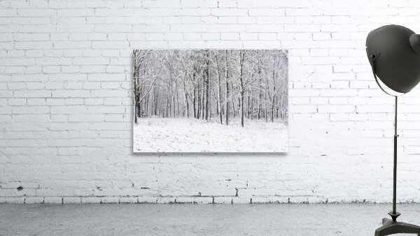Snow Covered Woods Wall Preview