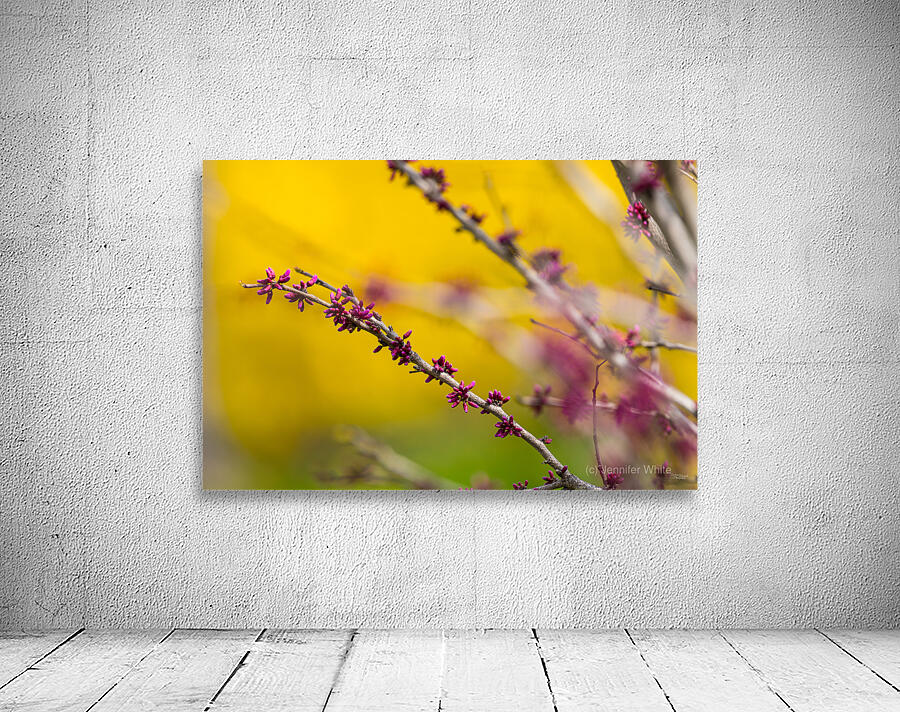 Redbud Tree Flower Buds Wall Preview