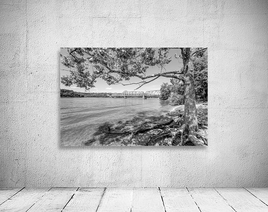 Shell Knob 39 Bridge Tree View Grayscale Wall Preview