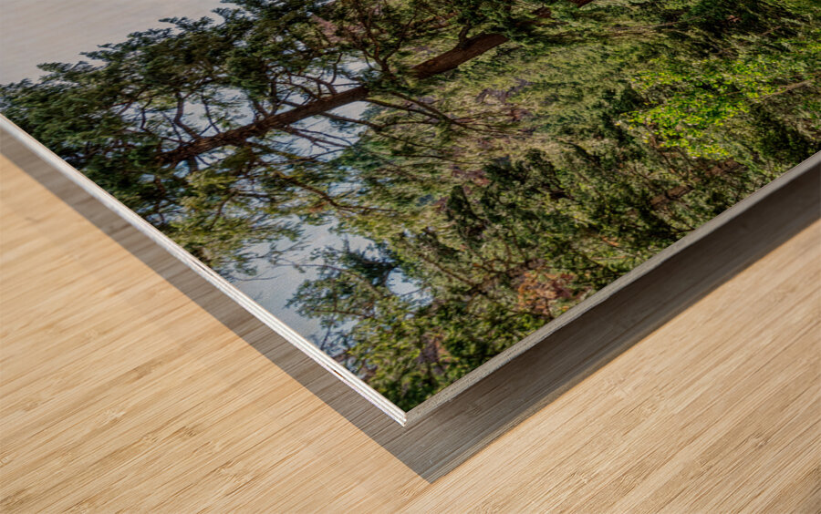 Colorado Forest Creek And Mountains Wood print