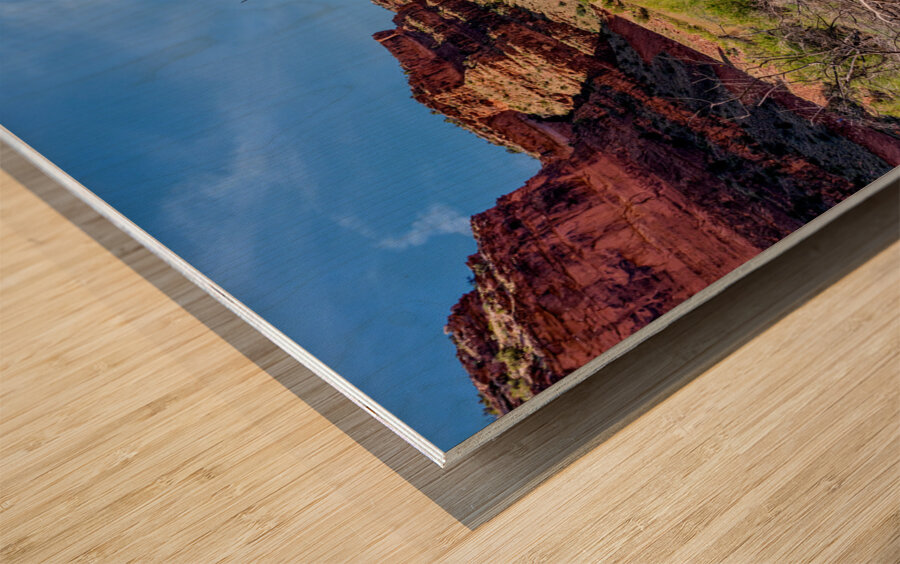 Dead Tree Colorado River Utah Wood print