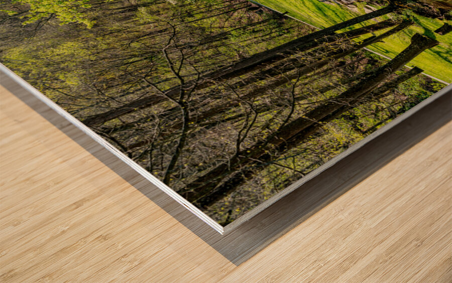 Green Spring Tranquility Wood print