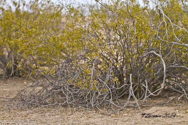 Casa Grande Ruins National Monument AZ 105 Digital Download