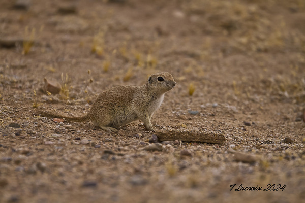 Casa Grande Ruins National Monument AZ 111 Digital Download