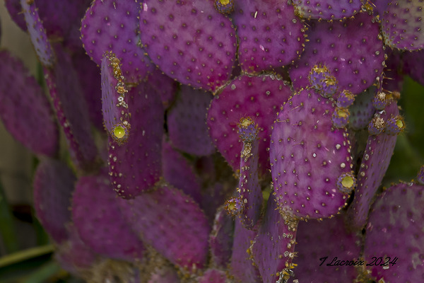 Casa Grande Ruins National Monument AZ 115 Digital Download