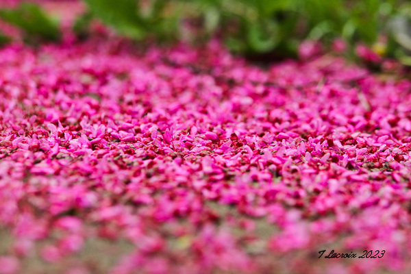 Spring time my front yard a Redbud tree Chicago Illinois Digital Download