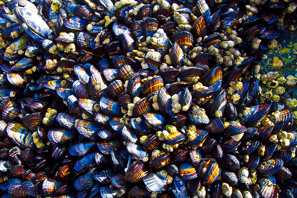 Mussels Venice Beach California Digital Download