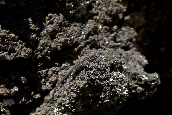 Sunset Crater Volcano National Monument AZ 46 11. Digital Download