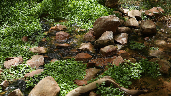 Zion National Park Utah Digital Download