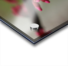 Spring Time My Front Yard A Redbud Tree Acrylic print