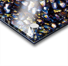 Mussels Venice Beach California Acrylic print