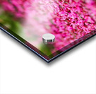 Spring time my front yard a Redbud tree Chicago Illinois Acrylic print