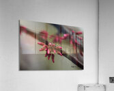 Spring Time My Front Yard A Redbud Tree Acrylic Print