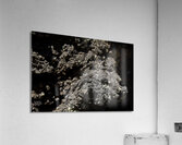 Sunset Crater Volcano National Monument AZ 46 11. Acrylic Print