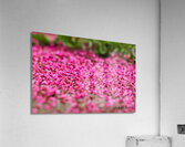 Spring time my front yard a Redbud tree Chicago Illinois Acrylic Print