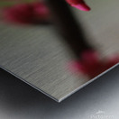 Spring Time My Front Yard A Redbud Tree Metal print