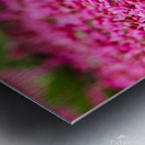 Spring time my front yard a Redbud tree Chicago Illinois Metal print