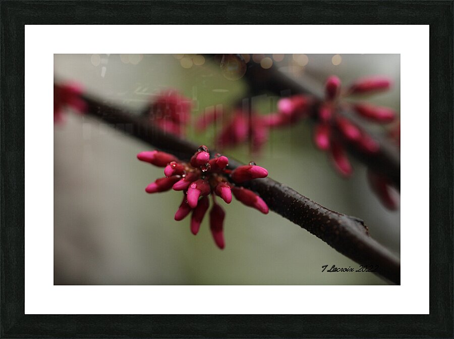 Spring Time My Front Yard A Redbud Tree Picture Frame print