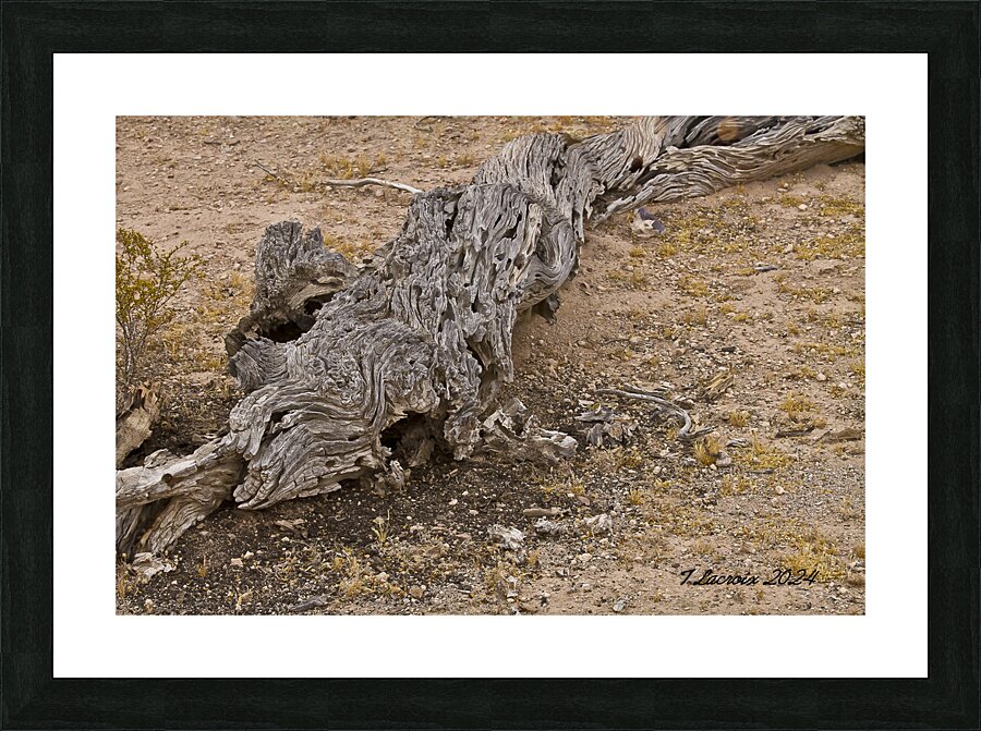 Casa Grande Ruins National Monument AZ 72 Picture Frame print