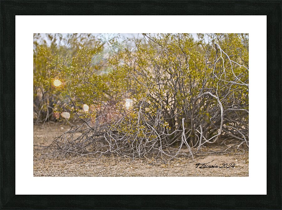 Casa Grande Ruins National Monument AZ 105 Picture Frame print