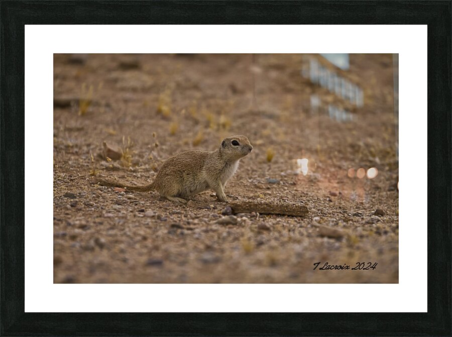 Casa Grande Ruins National Monument AZ 111 Picture Frame print