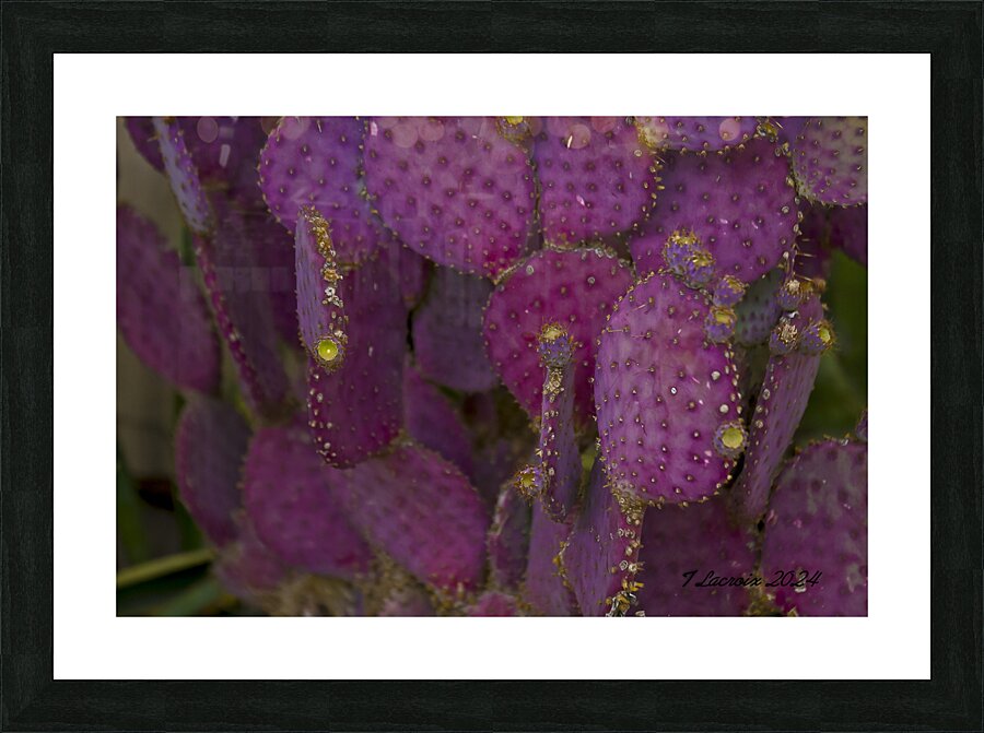 Casa Grande Ruins National Monument AZ 115 Picture Frame print