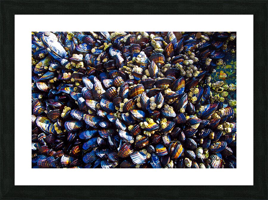Mussels Venice Beach California Picture Frame print