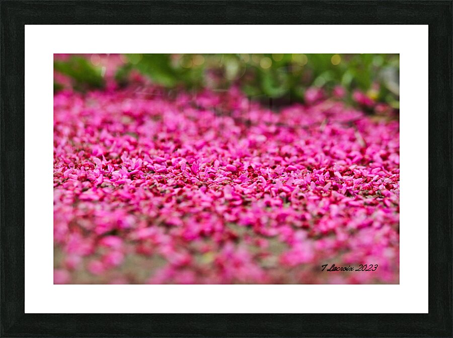 Spring time my front yard a Redbud tree Chicago Illinois Picture Frame print