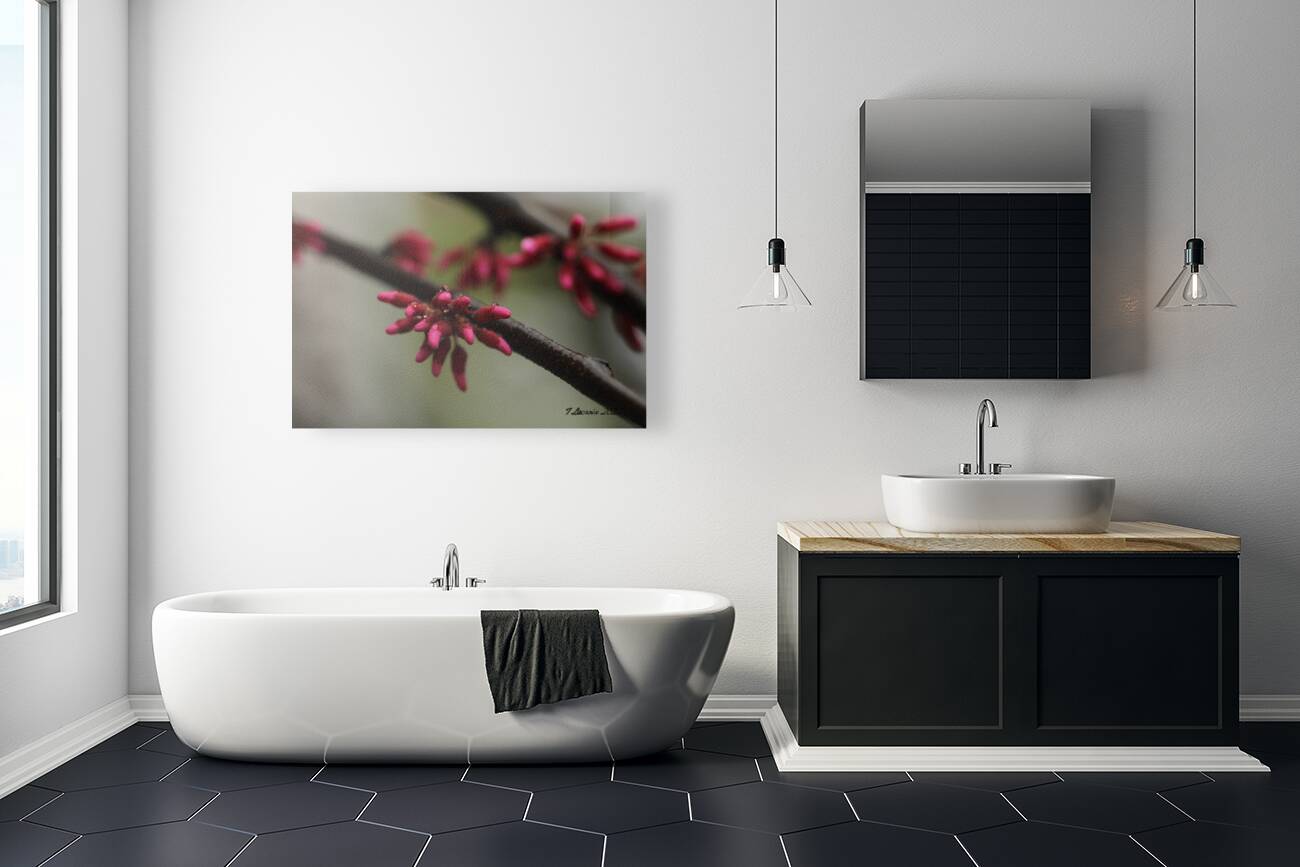 Spring Time My Front Yard A Redbud Tree Reproduction