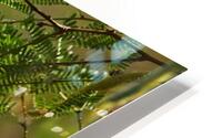 Spring Time in The Desert HD Metal print