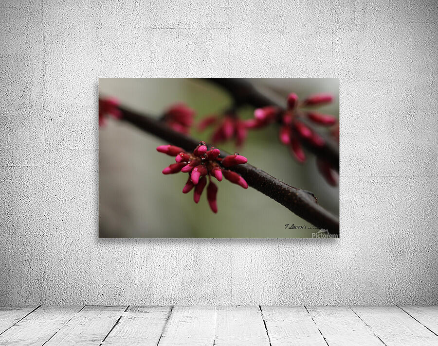 Spring Time My Front Yard A Redbud Tree Wall Preview