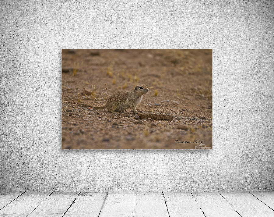 Casa Grande Ruins National Monument AZ 111 Wall Preview