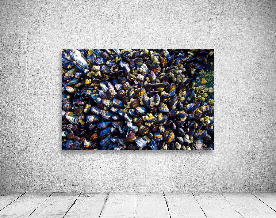 Mussels Venice Beach California Wall Preview