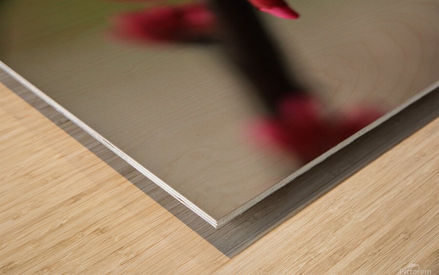 Spring Time My Front Yard A Redbud Tree Wood print