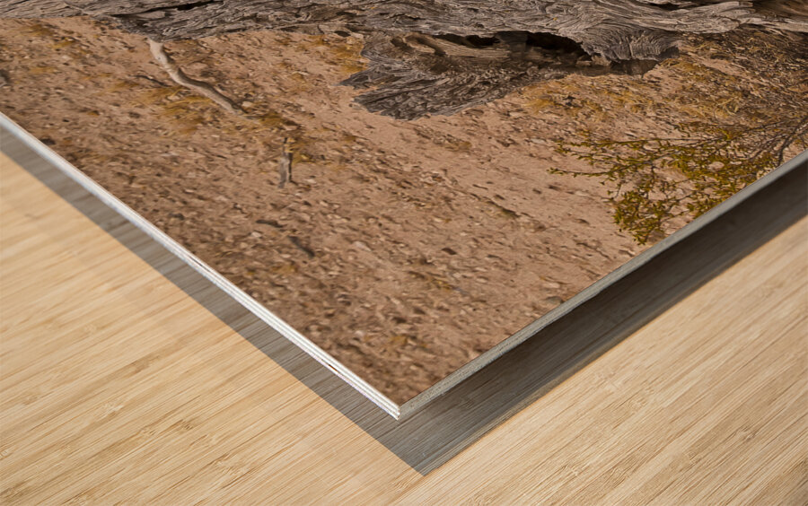 Casa Grande Ruins National Monument AZ 72 Wood print