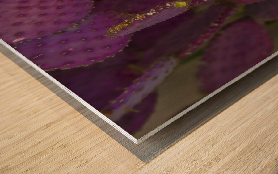 Casa Grande Ruins National Monument AZ 115 Wood print