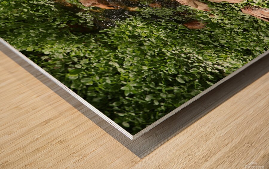 Zion National Park Utah Wood print