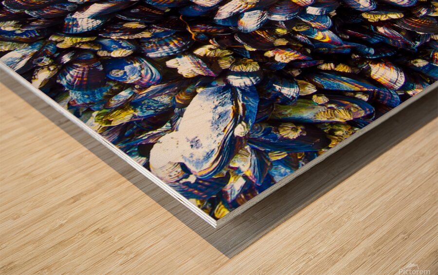 Mussels Venice Beach California Wood print