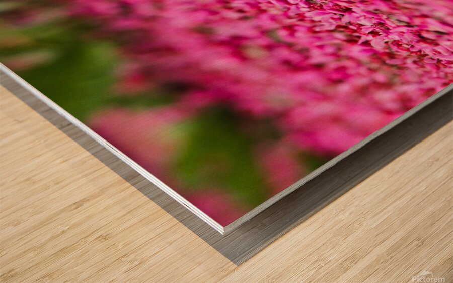 Spring time my front yard a Redbud tree Chicago Illinois Wood print