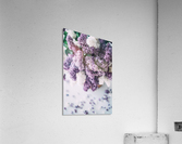 Lilac flowers Acrylic Print
